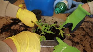 Predavanje: KAKO POSTATI SAMOOSKRBEN S SADIKAMI