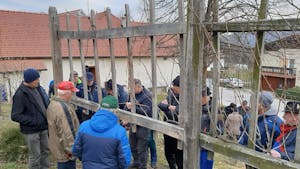 Rez vinske trte ob starotrški hiši na Ptujski Gori