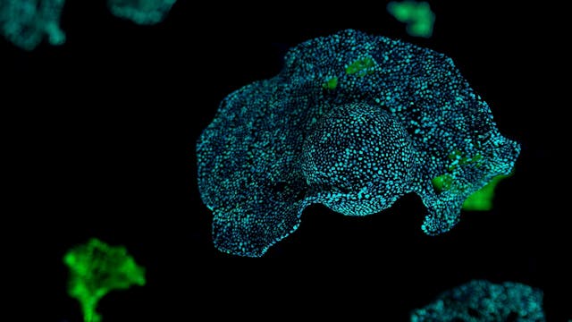 Natalija R. Črnčec: Cvetovi svetlobe