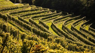 (Spomladanska) Pot na Mestni Vrh