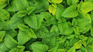 Rezanje Melise in degustacija soka iz Melise