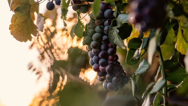 Festival Najstarejše trte