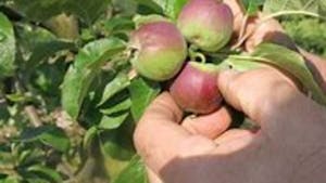 Prikaz poletne zelene rezi v sadovnjaku