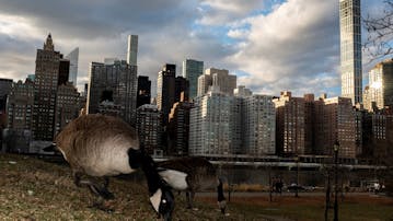 Otvoritev razstave Nik Erik Neubauer / Bel dim, rjav odblèsk