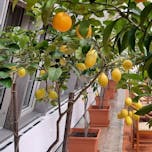 Dvorec Dornava Oranžerija