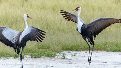 Park prostoživečih živali