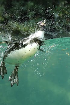 Park prostoživečih živali