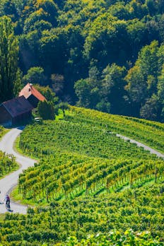 Heart Among the Vineyards