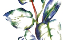 RASTLINE KAMNI – KDO STE?