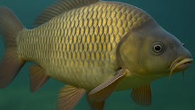 Tekmovanje za ribiškega carja