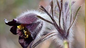 Podelitev priznanj »KOSMATINEC«