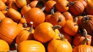 PRIKAZ KMEČKIH OPRAVIL " TREBLJENJE BUČ "