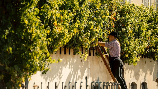 Praznik trgatve Najstarejše trte