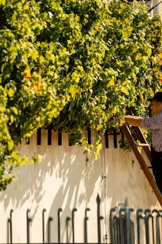 Festival of the Oldest Vine