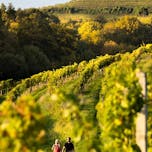 mestni-vrh-motiv-12-foto-bostjanselinsek_tz-ptuj-sep2019