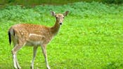 VABILO NA DAN ODPRTIH VRAT LOVSKE DRUŽINE STARŠE