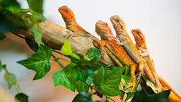 MEDNARODNI SEJEM EKSOTIČNIH ŽIVALI SLO-EXO