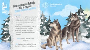 Volk ponovno na Pohorju - miti in resnice
