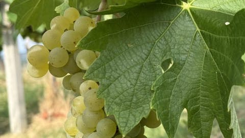 Grozd-ranine-scaled-e1762521065956-696x958