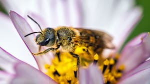 Sadimo medovite rastline za prihodnost