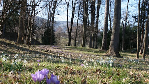 Mednarodni dan gozdov - drevesa Slovenije