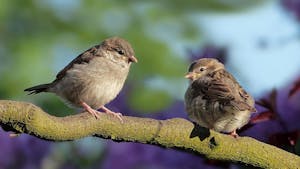 MEDGENERACIJSKA LIKOVNA KOLONIJA