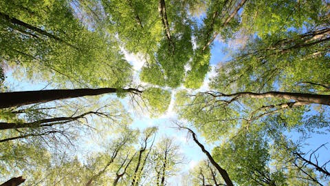 Pogled v gozdno nebo