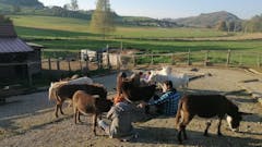 Voden ogled posestva in druženje z živalmi