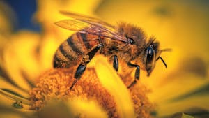 Svetovni dan čebel – slovenski čebelarski praznik