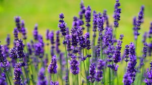 Zasaditev zdravilnih rastlin