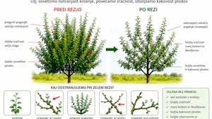 Prikaz poletne zelene rezi v sadovnjaku