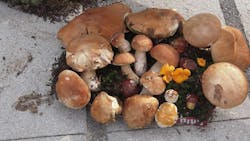 Poletno gobarsko doživetje z Gobarskim društvom Snežka