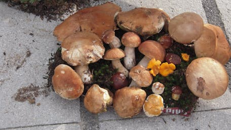 Poletno gobarsko doživetje