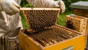 Specializirano izobraževanje – Prikaz izdelave nove čebelje družine (ometenca)