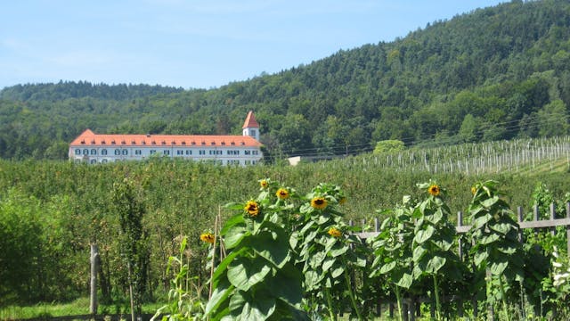 Od korenin do vitalnosti življenja
