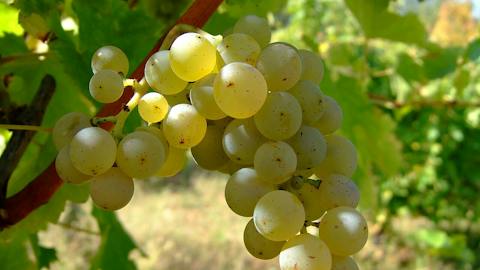 Sauvignon