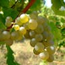 Sauvignon