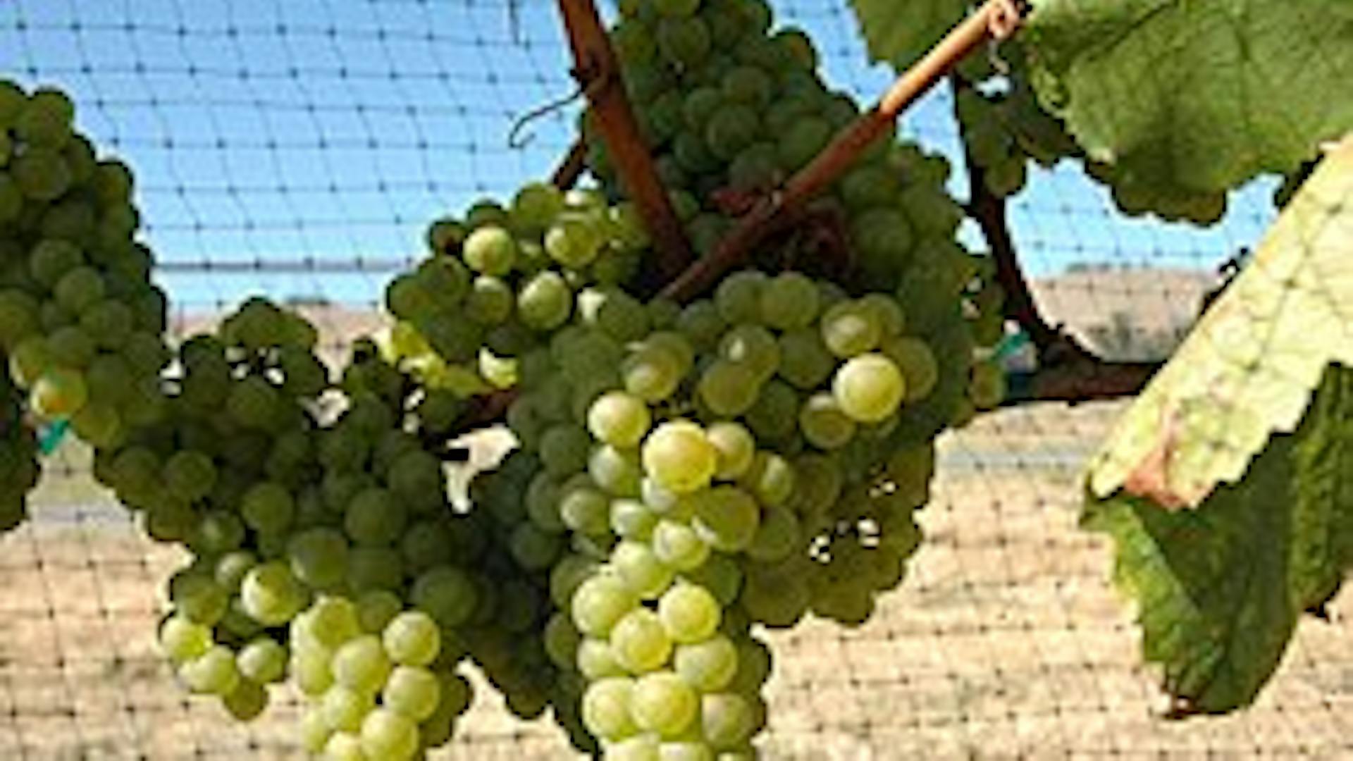 Chardonnay