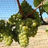Chardonnay
