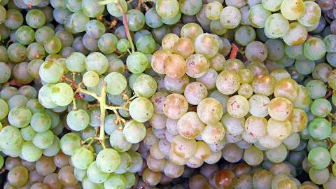 Pinot-blanc