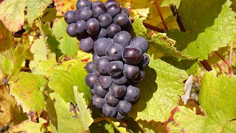 modri pinot