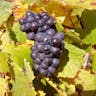 Modri pinot