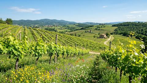 rows-of-grapevines-in-spring-showing-green-shoots-and-fresh-leaves-in-a-sunny-vineyard-landscape-