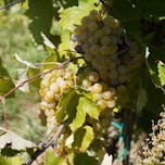 Sauvignon grozd