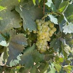 chardonnay