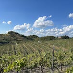 chardonnay_wineyad