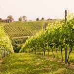 pinot wineyard