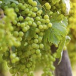 pinot grozd