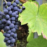 modri pinot grozd