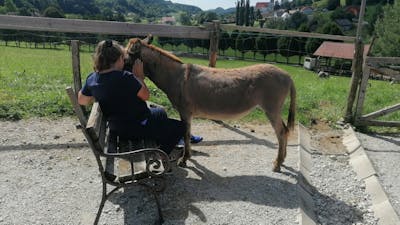 Voden ogled posestva in druženje z živalmi